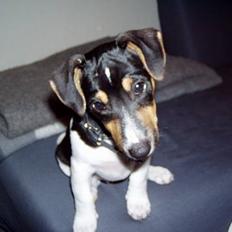 Jack russell terrier Thor