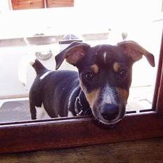 Jack russell terrier Thor