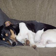 Jack russell terrier Thor