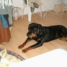 Rottweiler bølle