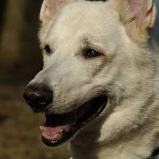 Hvid Schweizisk Hyrdehund Gilbert RIP 05-08-2011