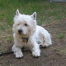 West highland white terrier Maxx