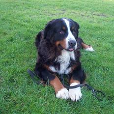 Berner sennenhund Did you call me sexy