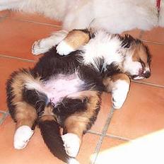 Berner sennenhund Did you call me sexy