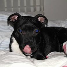 Staffordshire bull terrier *Puste*