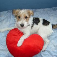 Parson russell terrier Rico (mors hund)