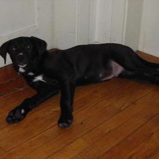 Blanding af racer tyson