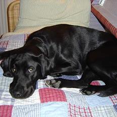 Blanding af racer Lucy