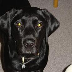 Blanding af racer Lucy