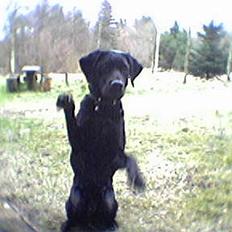 Blanding af racer Lucy