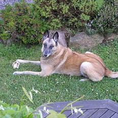 Malinois (O)nika Isell 1994-2006 