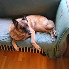 Malinois (O)nika Isell 1994-2006 