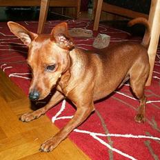 Dvaergpinscher Exigor's Enzo in Red