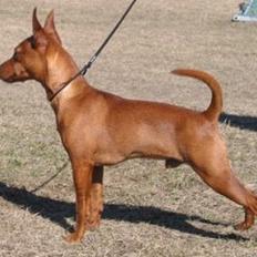 Dvaergpinscher Exigor's Enzo in Red