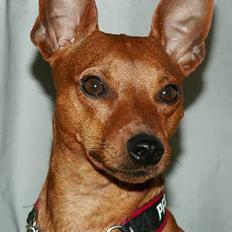 Dvaergpinscher Exigor's Enzo in Red