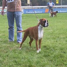 Boxer Rodsteds Dina