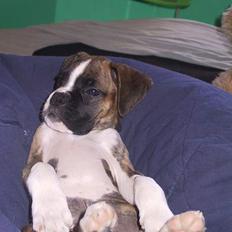 Boxer Von Ellinghaus Rico *Død*