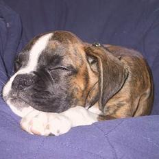 Boxer Von Ellinghaus Rico *Død*