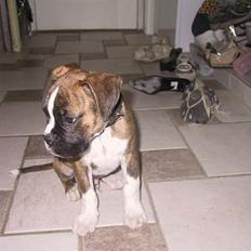 Boxer Von Ellinghaus Rico *Død*