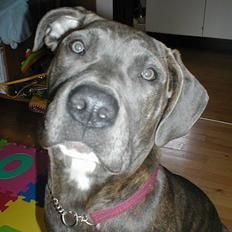 Blanding af racer Freja (død d. 29-01-2007)