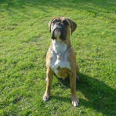Boxer Conrad