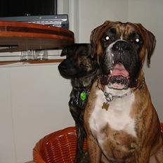 Boxer Conrad