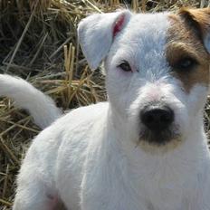 Parson russell terrier Idéfix