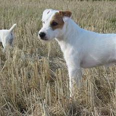 Parson russell terrier Idéfix