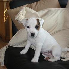 Parson russell terrier Gaia