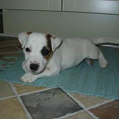 Parson russell terrier Gaia