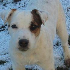 Parson russell terrier Gaia