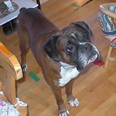 Boxer Bølle