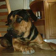Blanding af racer cato (aflivet) :'(