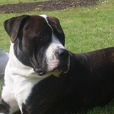 Blanding af racer Nickie DØD d.23-9-06