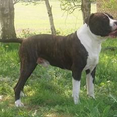 Blanding af racer Nickie DØD d.23-9-06