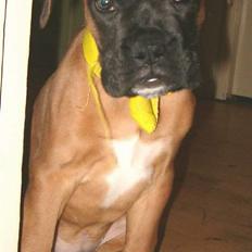 Boxer Bølle