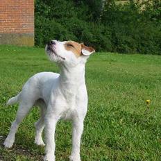 Parson russell terrier Idéfix