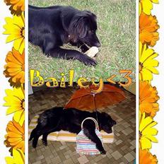 Blanding af racer Bailey*død* ;-(