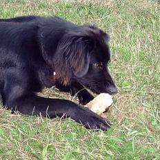 Blanding af racer Bailey*død* ;-(