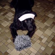 Blanding af racer Bailey*død* ;-(