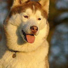 Siberian husky DKCH LP1 "Mira"