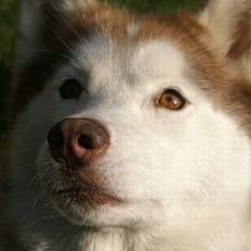 Siberian husky DKCH LP1 "Mira"