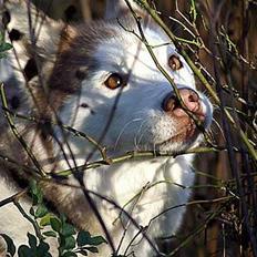 Siberian husky DKCH LP1 "Mira"