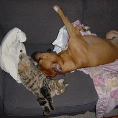 Amerikansk staffordshire terrier Battle of evermore