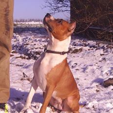 Amerikansk staffordshire terrier Maya