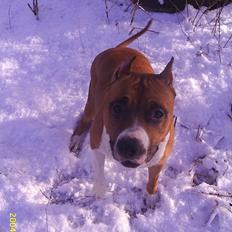 Amerikansk staffordshire terrier Maya