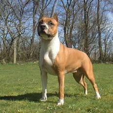 Amerikansk staffordshire terrier Maya