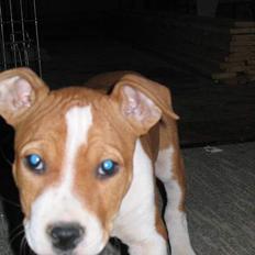 Amerikansk staffordshire terrier Xena. (Loppe)