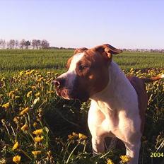 Amerikansk staffordshire terrier DK Staff`s Flower Power