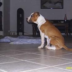 Amerikansk staffordshire terrier DK Staff`s Flower Power